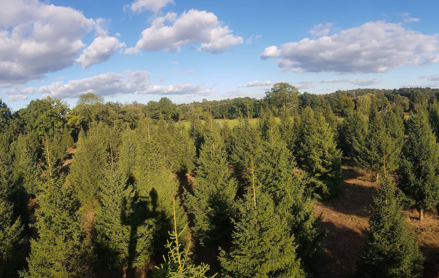 Christmas Tree Varieties Oxenford Farm Elstead, Surrey